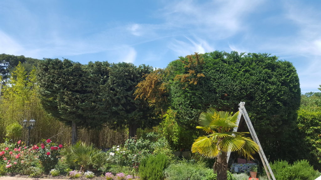entretien de jardin, taille des arbres, cyprès, palmier, rosiers