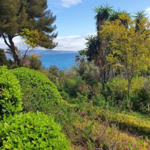 Taille arbres et arbustes Côte-d'Azur