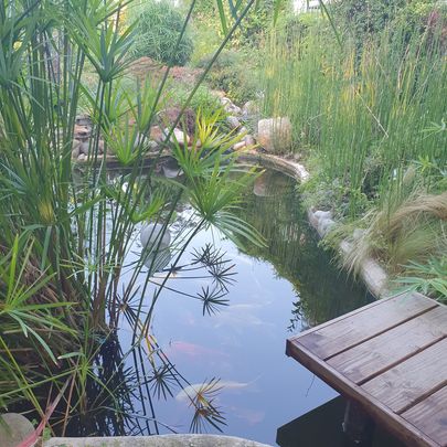La création de jardin paysager : Bassins, fontaines, zones d'eau 
