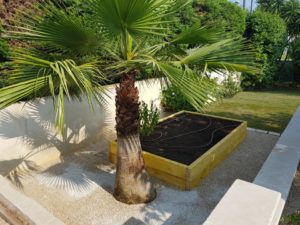 Création d'une terrasse avec palmier et potager en bac surélevé